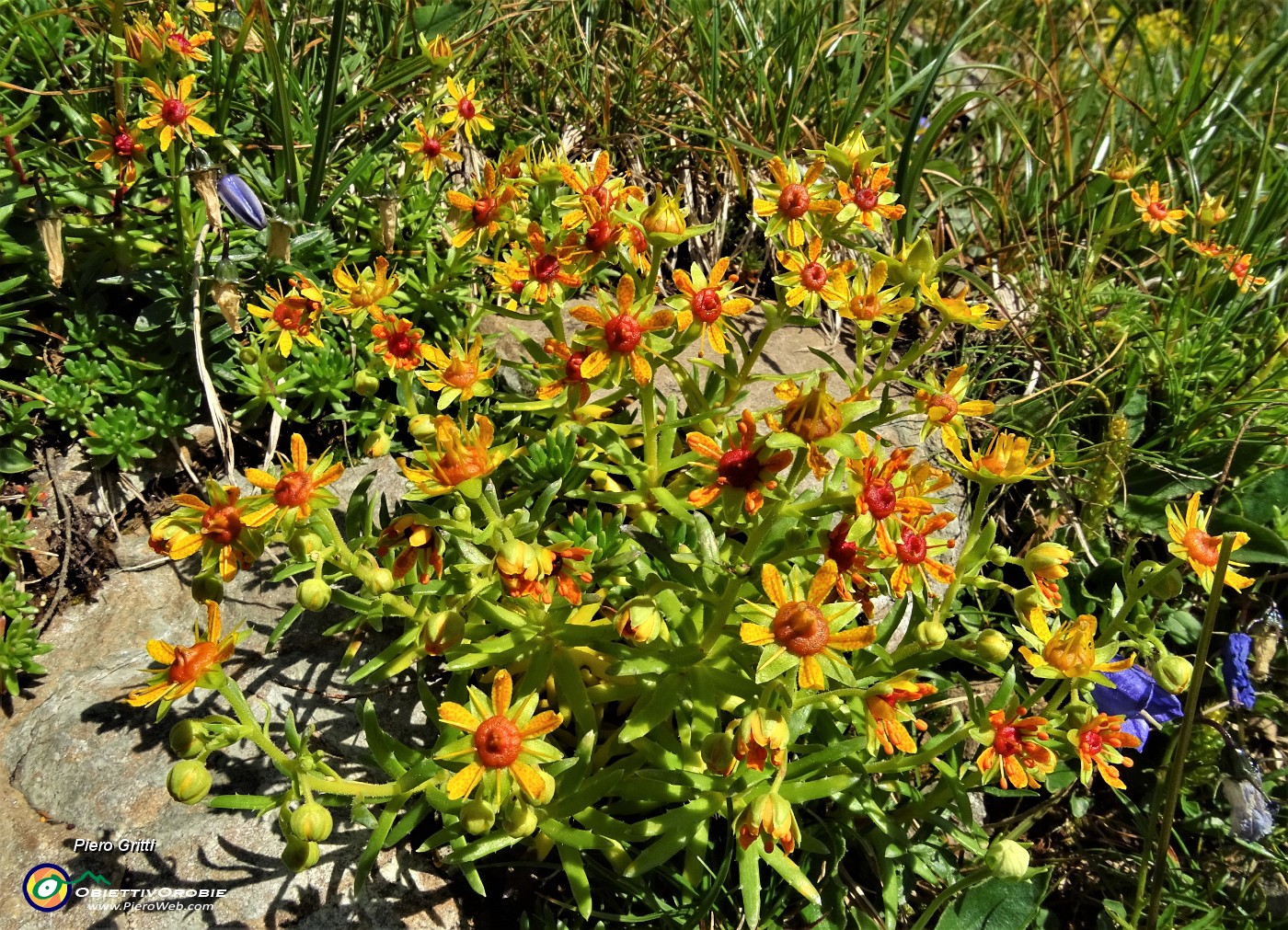 23 Saxigraga gialla (Saxifraga aizoides).JPG